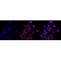 KD-Validated USP7 Rabbit mAb (20 μl)