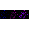 KD-Validated USP7 Rabbit mAb (20 μl)