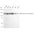 LifeSab™ KD-Validated USP7 Rabbit mAb (20 μl)