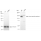 KD-Validated USP7 Rabbit mAb (20 μl)