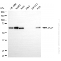KD-Validated ARAF Rabbit mAb (20 μl)