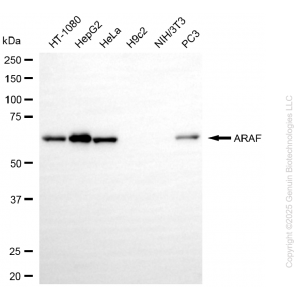 KD-Validated ARAF Rabbit mAb (20 μl)