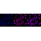 KD-Validated DDB1 Rabbit mAb (20 μl)
