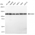 KD-Validated DDB1 Rabbit mAb (20 μl)