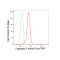 KD-Validated CASP3 Rabbit mAb (20 μl)