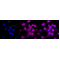 KD-Validated CASP3 Rabbit mAb (20 μl)
