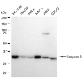 LifeSab™ KD-Validated CASP3 Rabbit mAb (20 μl)