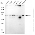 KD-Validated KLF4 mAb (20 μl)