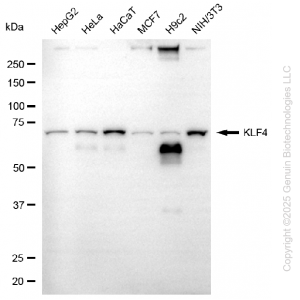 KD-Validated KLF4 mAb (20 μl)