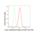 KD-Validated CDK2 Rabbit mAb (20 μl)