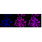 KD-Validated CDK2 Rabbit mAb (20 μl)