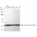 LifeSab™ KD-Validated CDK2 Rabbit mAb (20 μl)