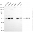 KD-Validated SOX10 Rabbit mAb (20 μl)