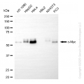 KD-Validated MYC Rabbit mAb (20 μl)