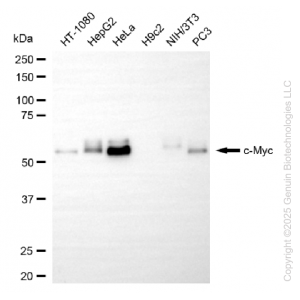 KD-Validated MYC Rabbit mAb (20 μl)