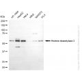KD-Validated HDAC2 Mouse mAb (20 μl)