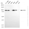 KD-Validated MME Rabbit mAb (20 μl)