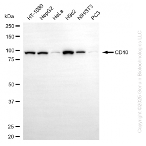 KD-Validated MME Rabbit mAb (20 μl)