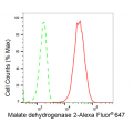 KD-Validated MDH2 Rabbit mAb (20 μl)