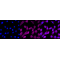 KD-Validated MDH2 Rabbit mAb (20 μl)