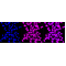 KD-Validated TCEA1 Rabbit mAb (20 μl)