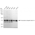 LifeSab™ KD-Validated TCEA1 Rabbit mAb (20 μl)