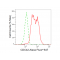 KD-Validated CDC42 Rabbit mAb (20 μl)