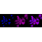 KD-Validated CDC42 Rabbit mAb (20 μl)