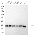 LifeSab™ KD-Validated CDC42 Rabbit mAb (20 μl)
