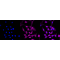 KD-Validated STUB1 Rabbit mAb (20 μl)