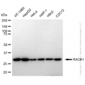 KD-Validated RACK1 Rabbit mAb (20 μl)