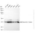 KD-Validated MACROH2A1 Rabbit mAb (20 μl)