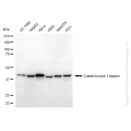 KD-Validated CSNK1E mouse mAb (20 μl)