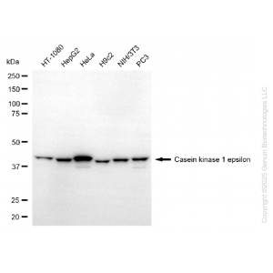 KD-Validated CSNK1E mouse mAb (20 μl)