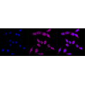 KD-Validated CPS1 Rabbit mAb (20 μl)