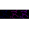 KD-Validated CPS1 Rabbit mAb (20 μl)