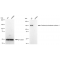 KD-Validated CPS1 Rabbit mAb (20 μl)