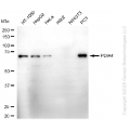 KD-Validated PDIA4 Rabbit mAb (20 μl)