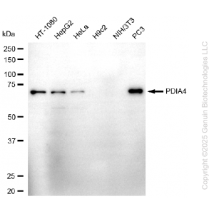 KD-Validated PDIA4 Rabbit mAb (20 μl)