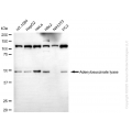 KD-Validated ADSL Mouse mAb (20 μl)