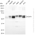 KD-Validated KEAP1 Mouse mAb (20 μl)