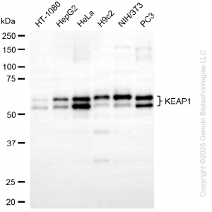KD-Validated KEAP1 Mouse mAb (20 μl)