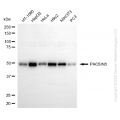 KD-Validated PACSIN3 Mouse mAb (20 μl)