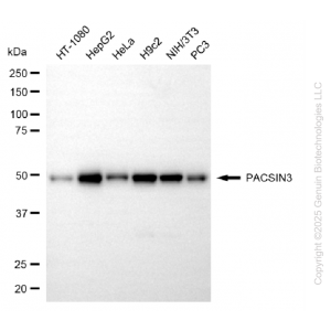 KD-Validated PACSIN3 Mouse mAb (20 μl)