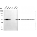 KD-Validated TXNDC5 Mouse mAb (20 μl)