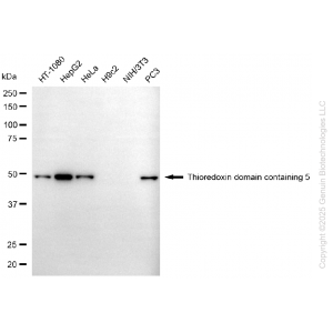 KD-Validated TXNDC5 Mouse mAb (20 μl)