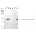KD-Validated TXNDC5 Mouse mAb (20 μl)