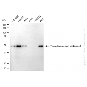 KD-Validated TXNDC5 Mouse mAb (20 μl)