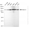 KD-Validated FBXO11 Mouse mAb (20 μl)