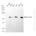KD-Validated ALDH4A1 Mouse mAb (20 μl)